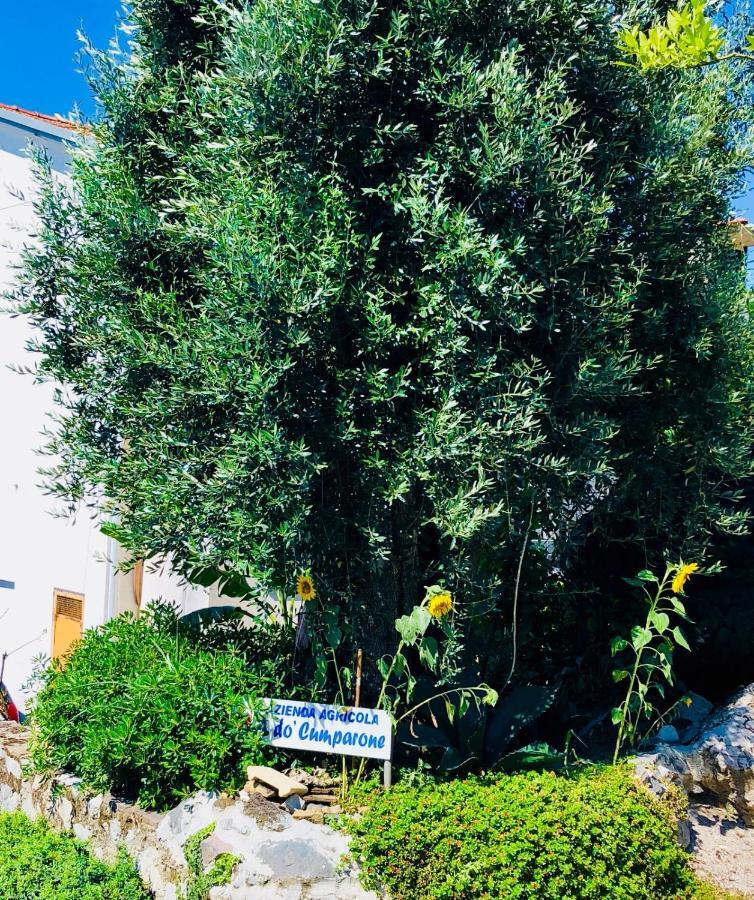 Agriturismo A Do' Cumparone Corbara  Экстерьер фото